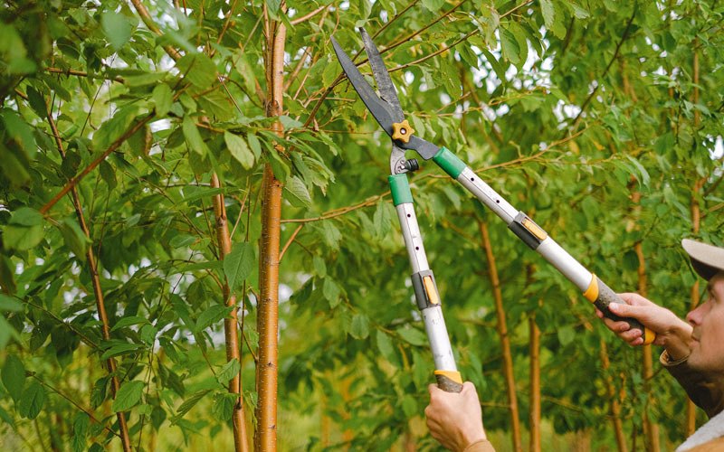 Tree trimming in Robertsdale, PA